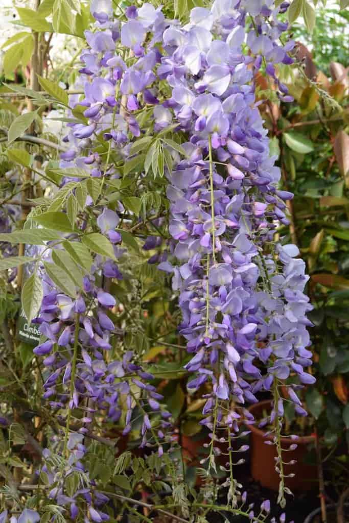 Wisteria sinensis 'Prolific' 100-125 cm